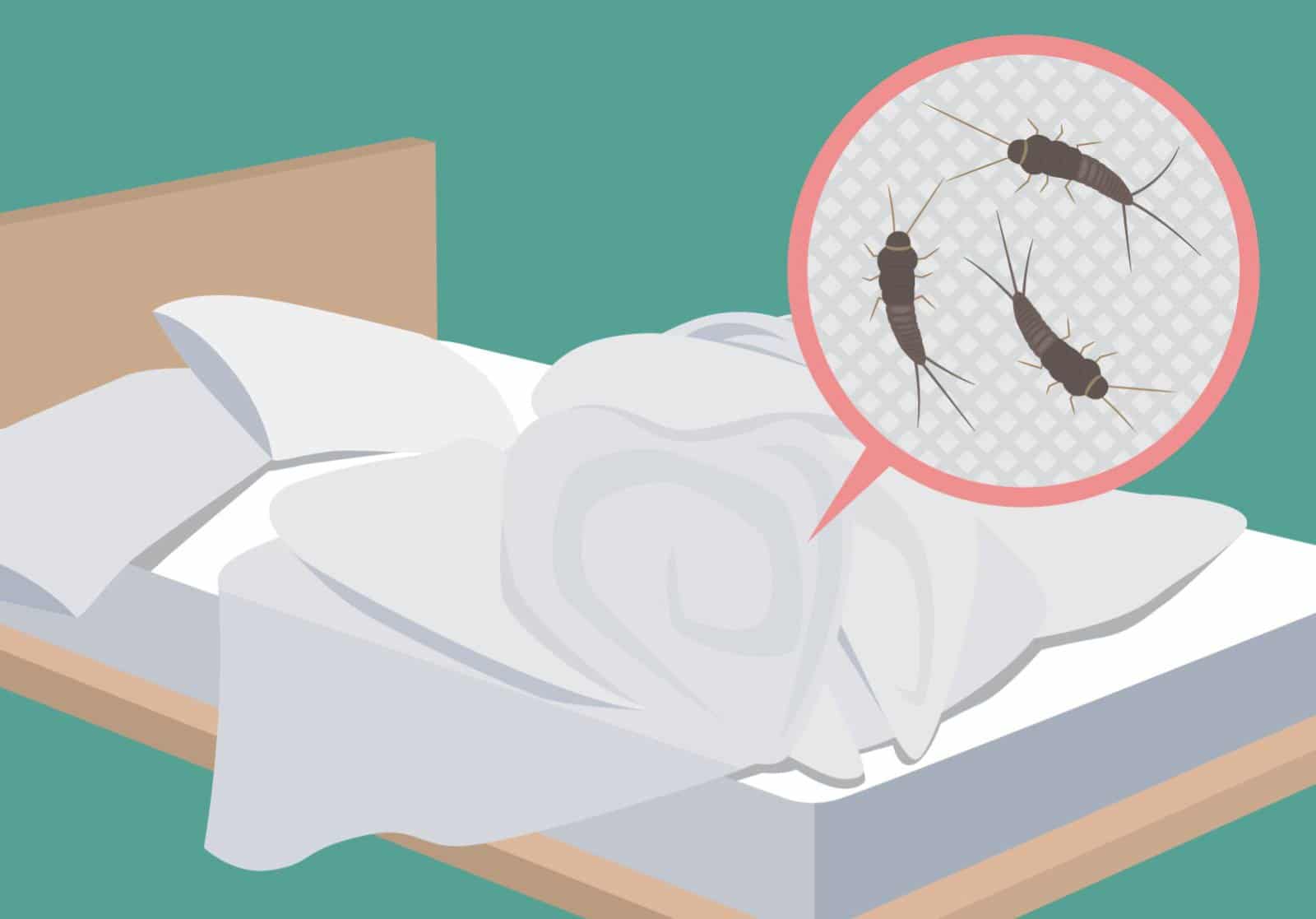 Was tun gegen Silberfische im Bett? | matratzenwissen.de